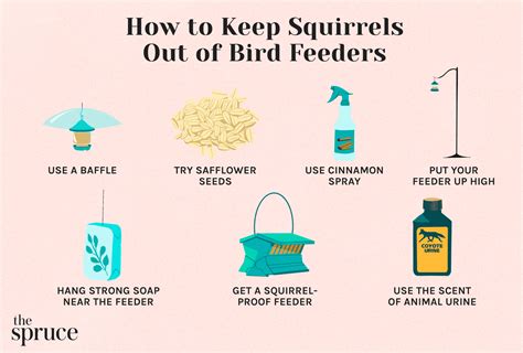 How To Keep Squirrels Out Of Bird Feeders 12 Ways