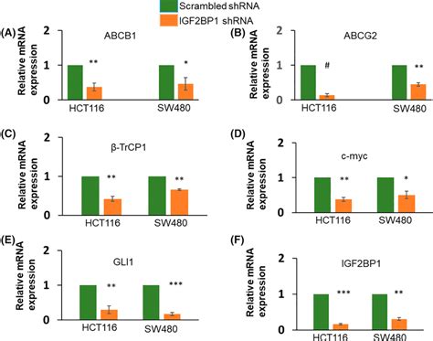 Real‐time Pcr Inhibition Of Igf2bp1 Reduces The Expression Of Abcb1