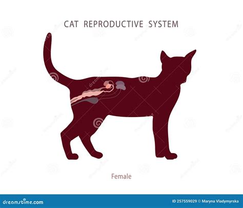 Cat Reproductive System