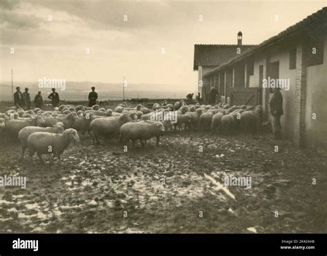 Los Pastores Lo Hacen Fotograf As E Im Genes De Alta Resoluci N Alamy