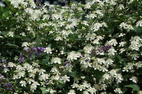 Clematis Summer Snow Paul Farges Clematis Fargesioides Summer