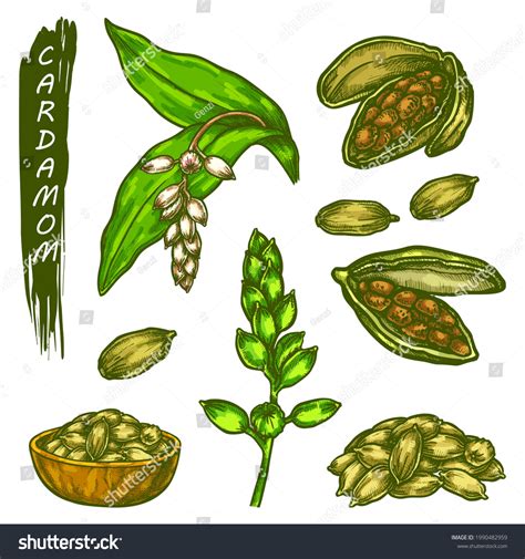 3002 Cardamom Drawing Images Stock Photos And Vectors Shutterstock