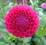 National Dahlia Society Ball