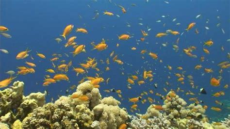 fish life magellantv documentaries