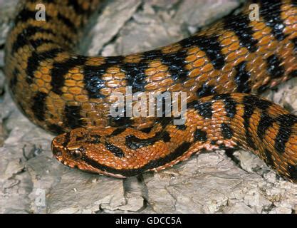 Asp Viper, vipera aspis, Venomous Snake in France Stock Photo - Alamy