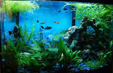 My 36 Bowfront The Planted Tank Forum