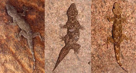 Osmania University Scientists Discover Three New Species Of Lizards