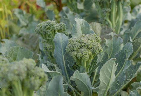 How And When To Harvest Broccoli At Its Peak