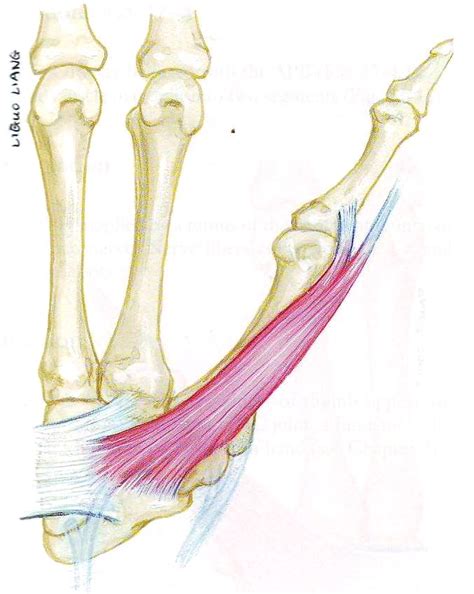 Thenar muscles (Thenar eminence)- Surgical Anatomy