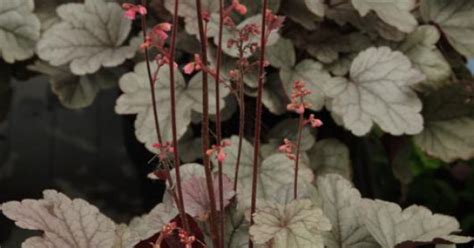 Heuchera Silver Gumdrop Purperklokje Bloemenpark Appeltern