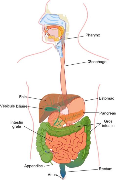 I Anatomie De Lappareil Digestif [bp Mc Bl Cours]