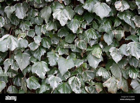 Ivy Climbing A Wall Stock Photo Alamy