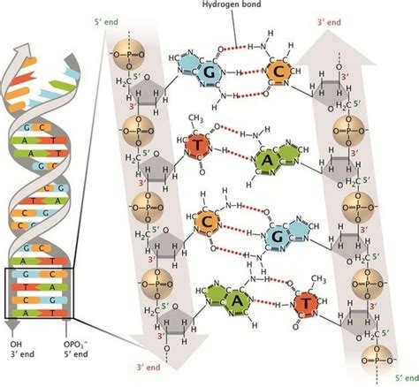 Dna Puzzle Arbeitsblatt