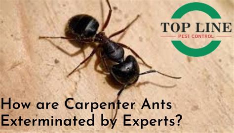 Expert Comprehensive Guide On Exterminating Carpenter Ants Top Line