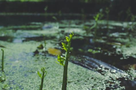 Plantas que crescem na água Foto Grátis