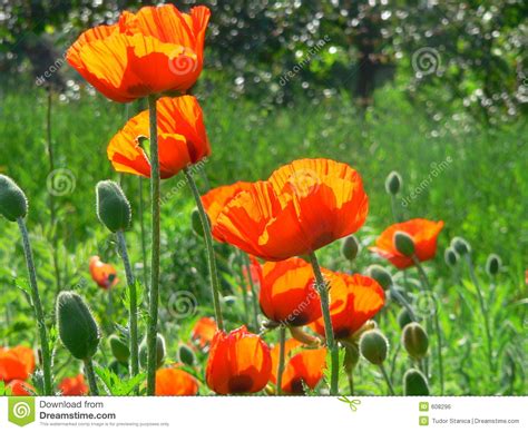 Fiori Arancioni Del Papavero Fotografia Stock Immagine Di Paese Sano