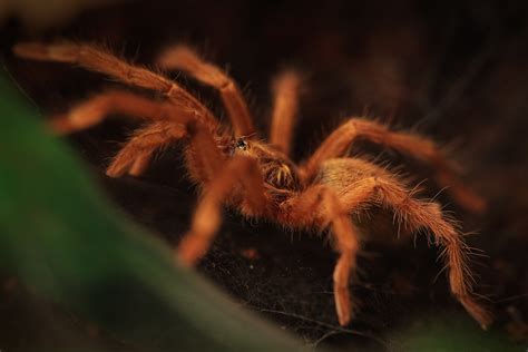 Wallpaper Spider Tarantula Arachnid Fauna Close Up Macro