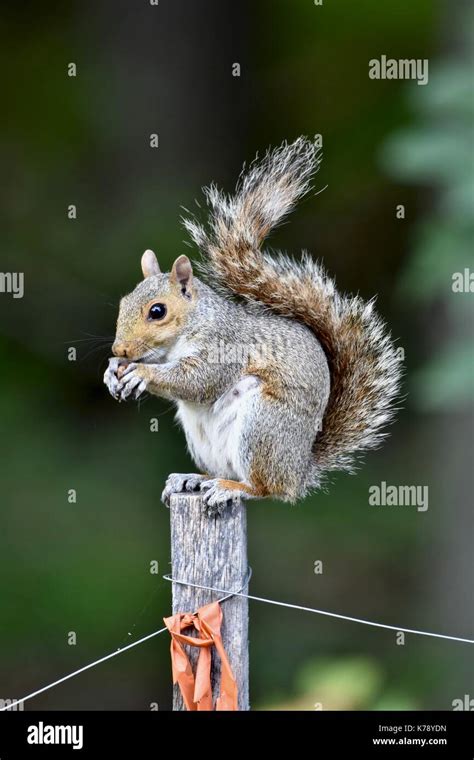 Eastern Gray Squirrel Sciurus Carolinensis Sitting On A Fence Post