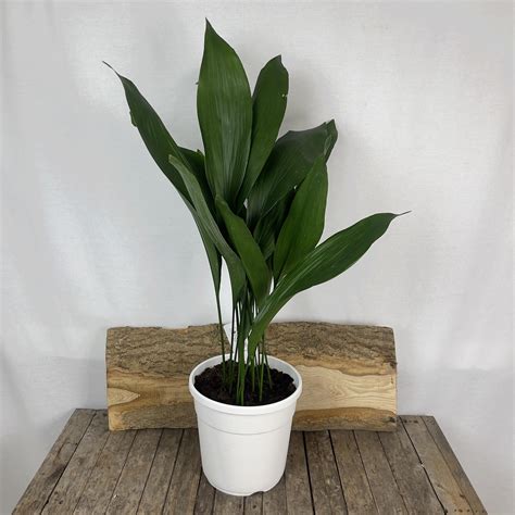 Aspidistra elatior, cast iron plant
