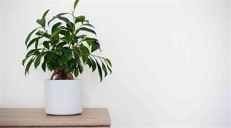 Ficus Plant Care: How To Grow & Maintain Ficus Plants Indoors ...