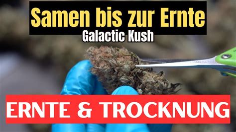 WIE Cannabis ERNTEN UND TROCKNEN L Galactic Kush L Vom Samen Bis Zur