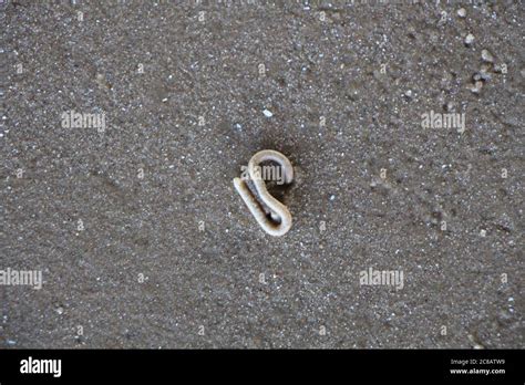 Squiggly Squiggle Worm Shaped Mounds Left On A Beach In Essex As A