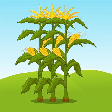 Corn Stalks With The Nice Sky 686022 Vector Art At Vecteezy