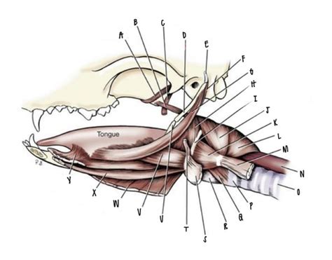 Pharynx Structures And Muscles Canine Anatomy Labeling Flashcards Quizlet