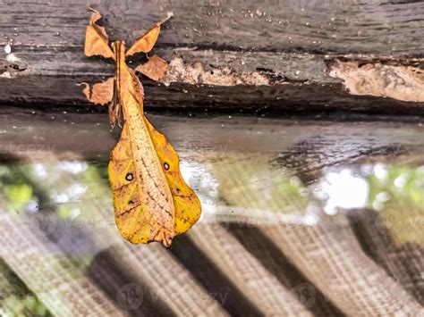 leaf insect camouflaging on glass 18926677 Stock Photo at Vecteezy