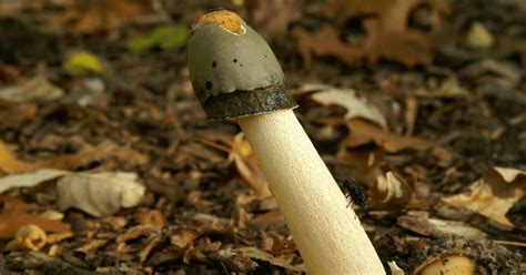 Mushroom Shaped Like Penis Telegraph