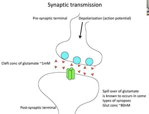 Glutamate Receptor Signaling Flashcards | Quizlet