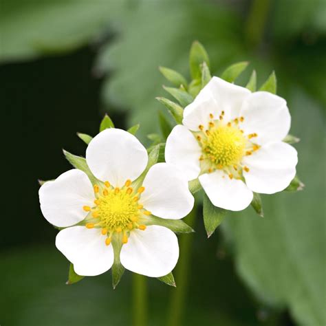 Strawberry Flowers Everything You Need To Know Strawberry Passion