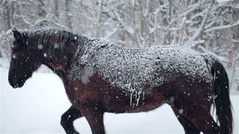 Black Horse Running Stock Video Footage for Free Download