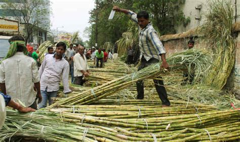 Sugarcane To Decide Which Side Votes Go In Western Uttar Pradesh