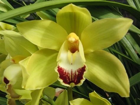 Cymbidium Orchids Boat Orchids Indoor Care For Beginners