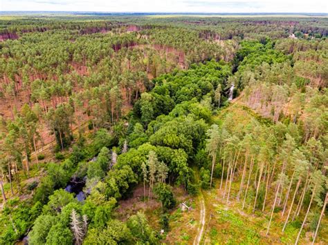 Brda River And Tuchola Forest In Poland Aerial View Stock Photo