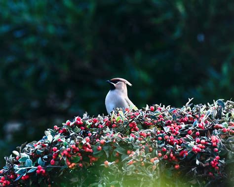 Jaseur Boreal Le Guivinec Mathurin Belliot Flickr