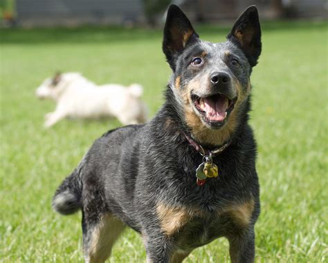 australian cattle dog breed pictures  images