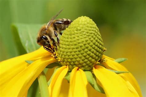 5 Beautiful Tips for Creating a Bee-Friendly Garden | Photo Remodeling ...