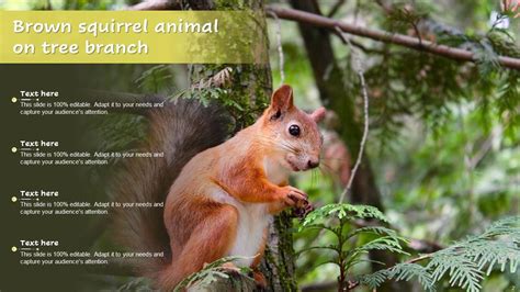 Squirrel Images Powerpoint Ppt Template Bundles