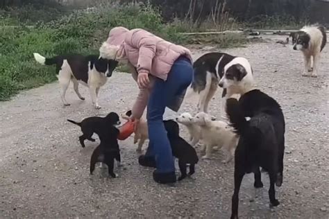 Mulher viaja por toda a Grécia para alimentar animais de rua MDig