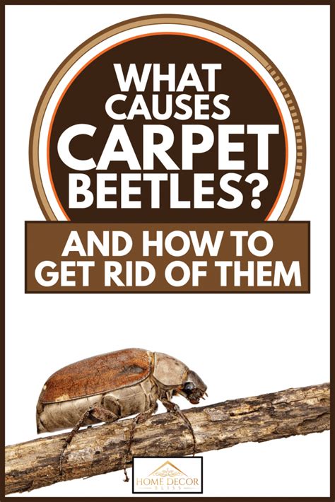 Carpet Beetles All You Need To Know About Woolly Bears In Non Carpeted