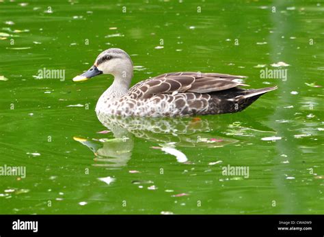 Indian Spot Billed Hi Res Stock Photography And Images Alamy