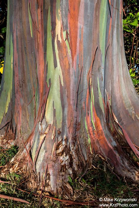 Close Up Of Rainbow Eucalyptus Tree Bark Oahu Hawaii Photo Picture