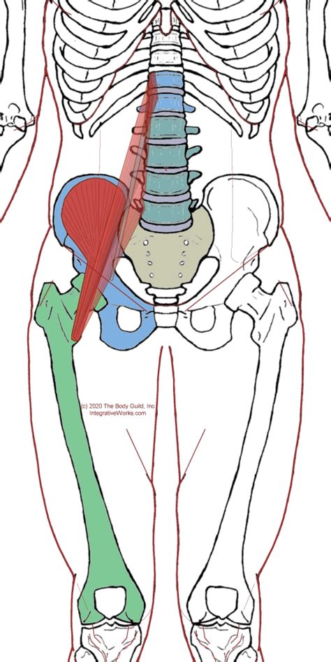 Iliacus Functional Anatomy Integrative Works