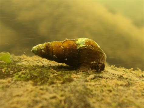 Lesser Mystery Snail Life In The Lower Susquehanna River Watershed