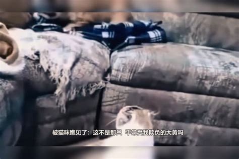 猫咪不小心掉进兔子窝，看到两只肥兔子之后，请忍住不要笑