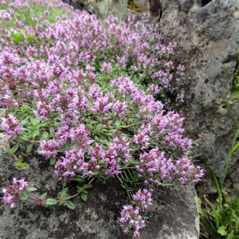 Thymus Praecox Frühblühender Thymian Wildblumenliebe