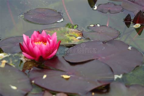 Frog and Water Lily stock image. Image of spring, garden - 269526737