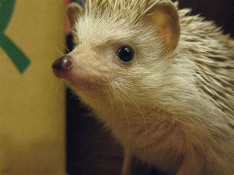 File:Pet hedgehog closeup.jpg